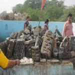 Vraj-Yatra-2014- (2530)